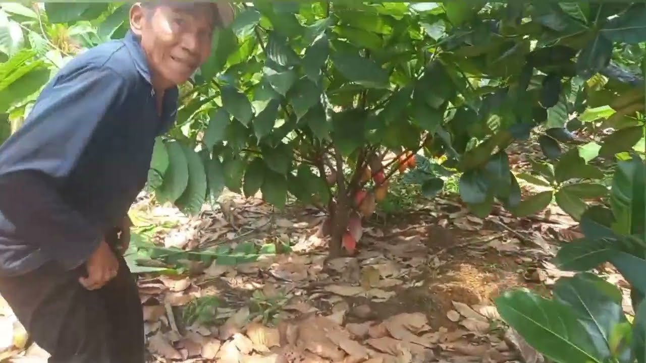 Mô hình trồng ca cao xen chuối ăn lá 