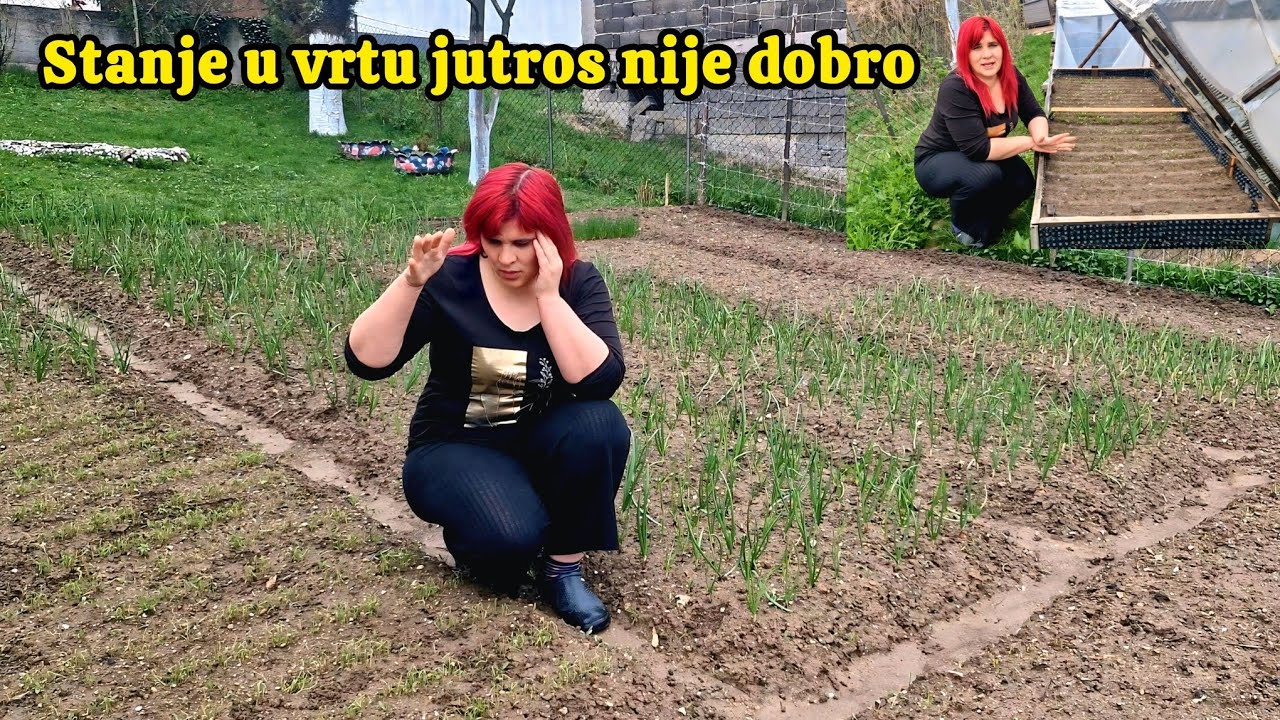 Loša situacija u vrtu, ja pravim i sijem a preko noći neko kvari❗️