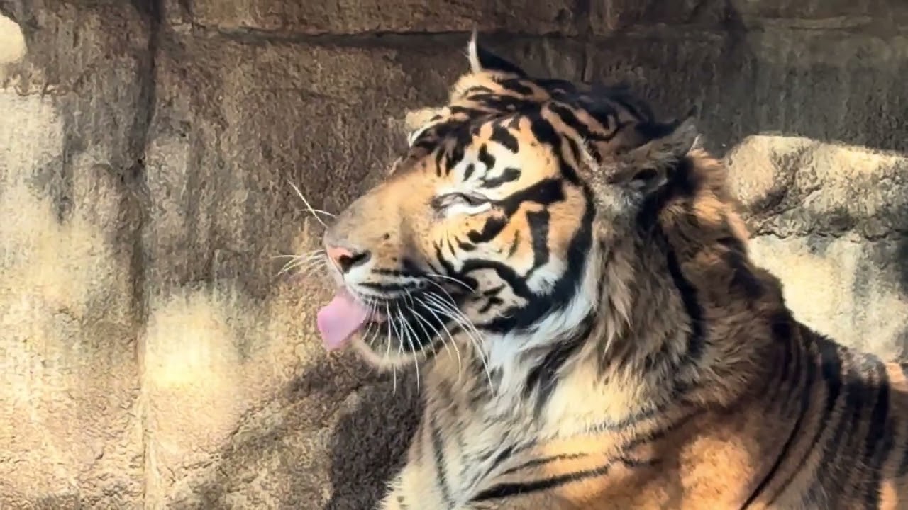 八木山動物公園   スマトラトラ   ケアヒ