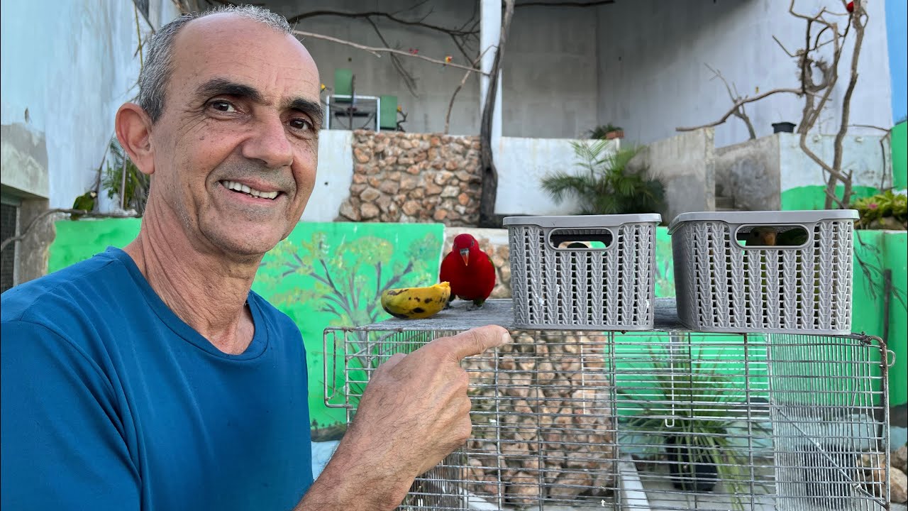 SOLTAMOS 5 AVES NO SUPERVIVEIRAO