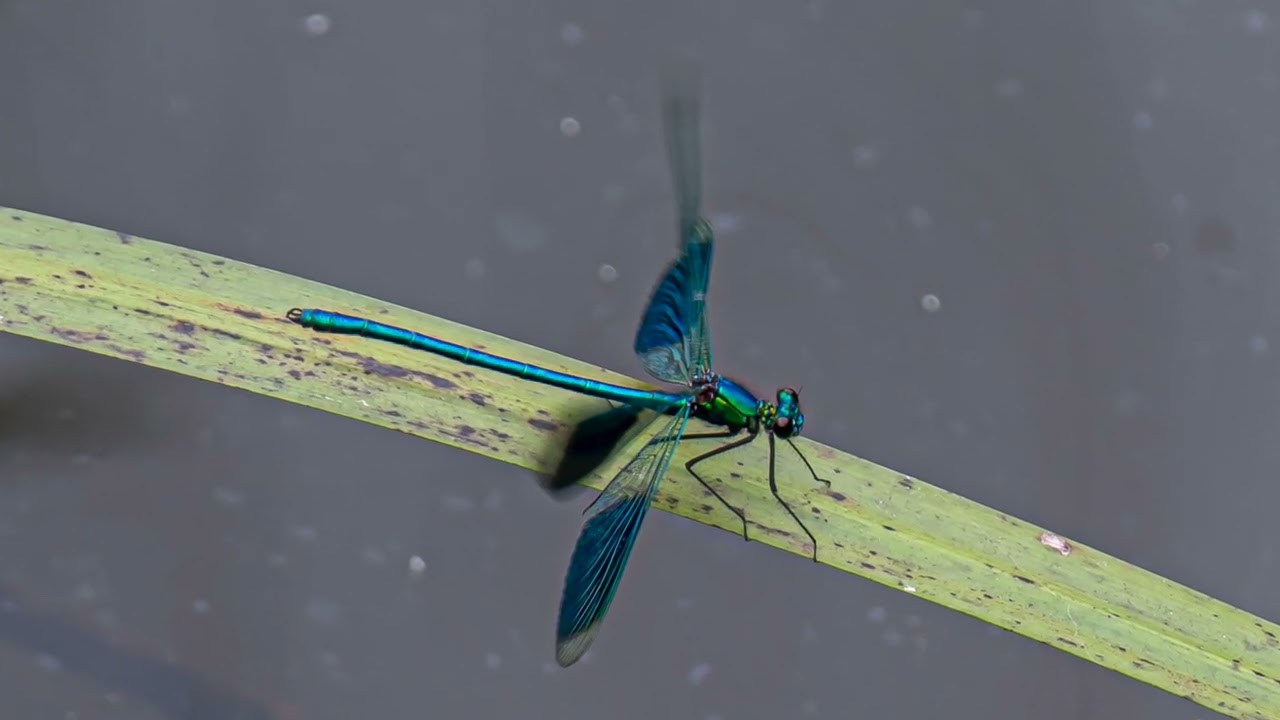 Beestjes langs de Beerze