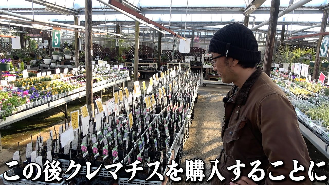 クレマチスがめちゃくちゃに入荷した結果・・・【カーメン君】【園芸】【ガーデニング】