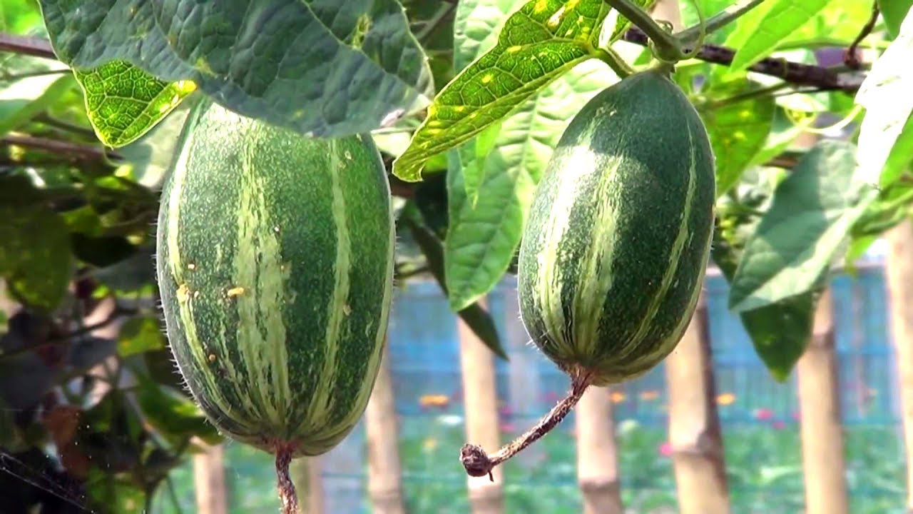 Commercial Cultivation Of Pointed Gourd / Trichosanthes Dioica / Parwal  Parval / পটল, In Bangladesh