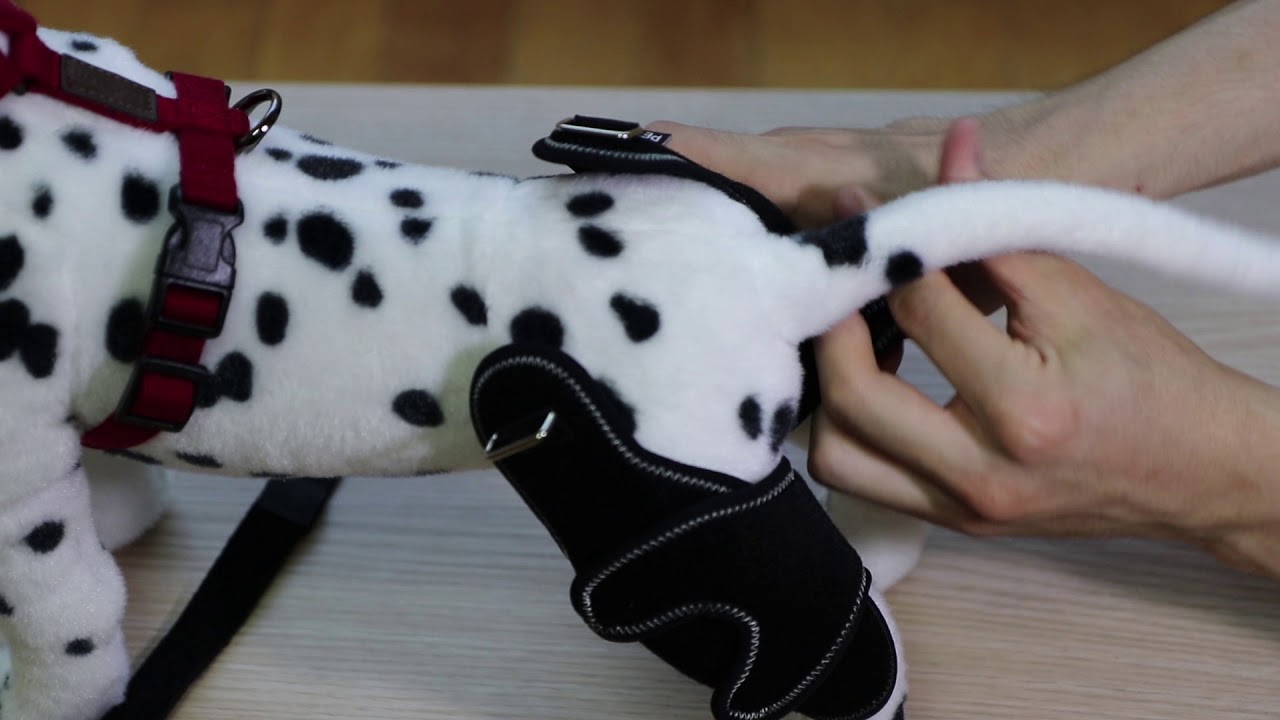 펫츠오앤피 고관절 보호대 착용 & 조절 영상