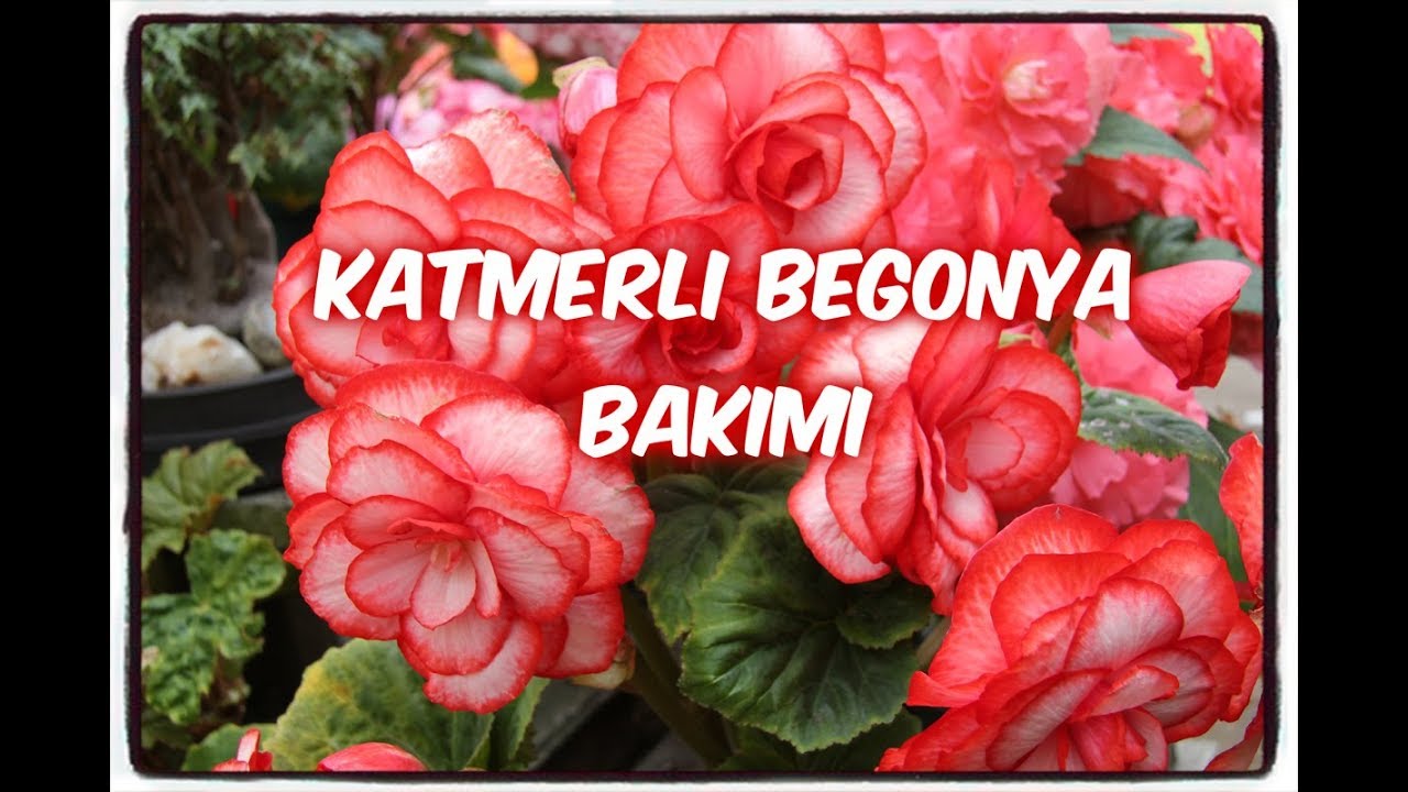 KATMERLİ BEGONYA BAKIMI