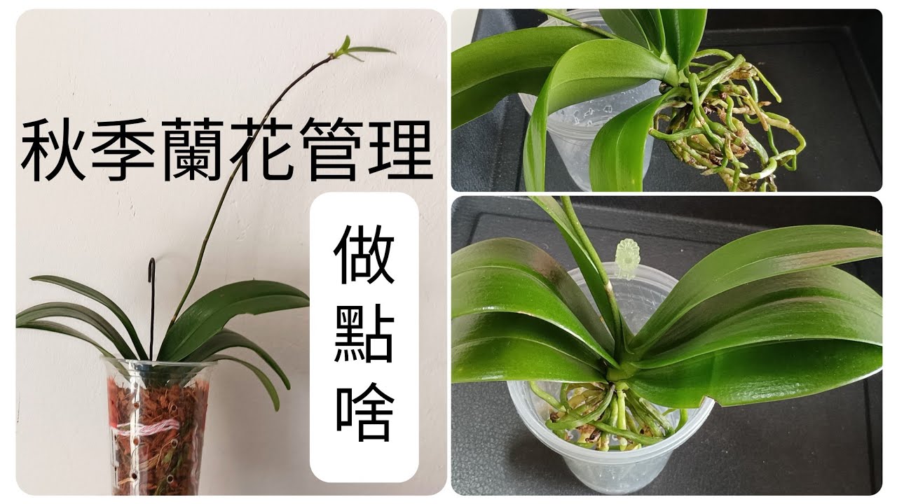 秋季蘭花管理之花後處理，EQ蝴蝶蘭換盆換椰殼做植料10/10/2022