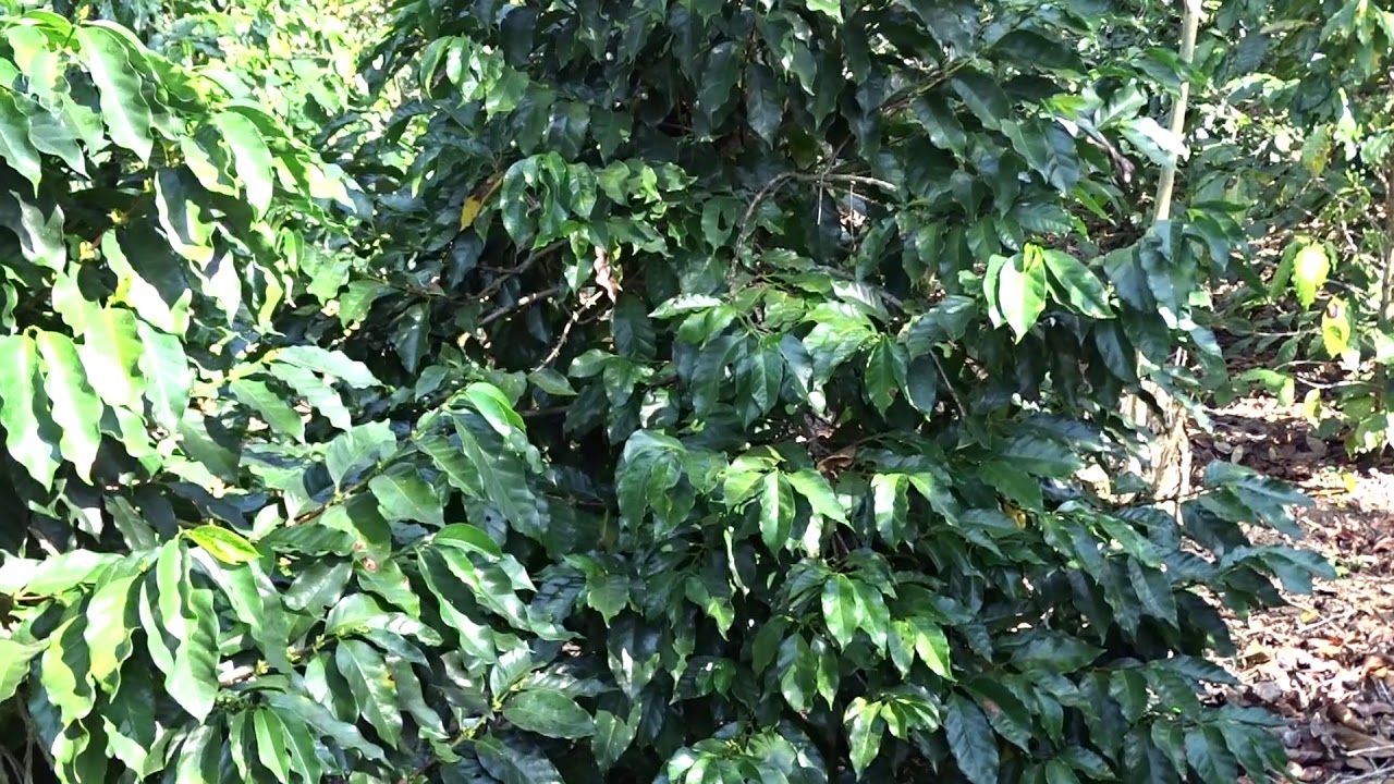 Poda de café resepa  tradicional dos hijos o tres hijos depende el tallo de café.