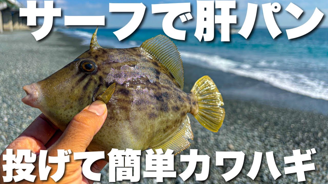 国府津サーフでカワハギ釣り！釣りたい人は【投げ仕掛け一択！】