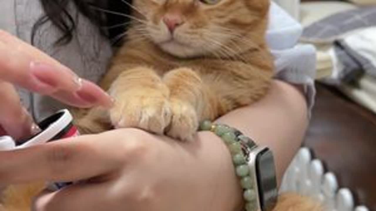 #糖猫 #猫咪的日常 长视频来啦～