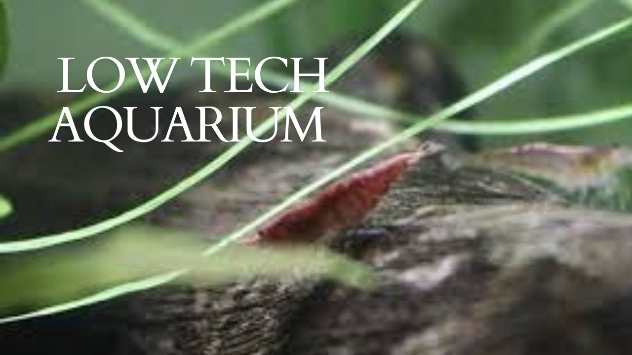 Update on aquariums! Low tech  aquarium and the medium one with fryes