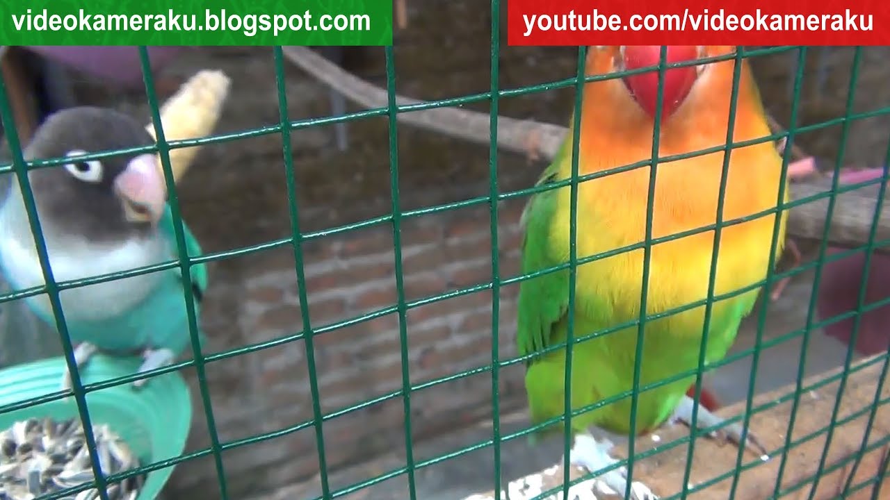 1 Hour Love Birds Sounds High Quality Live Recording V8