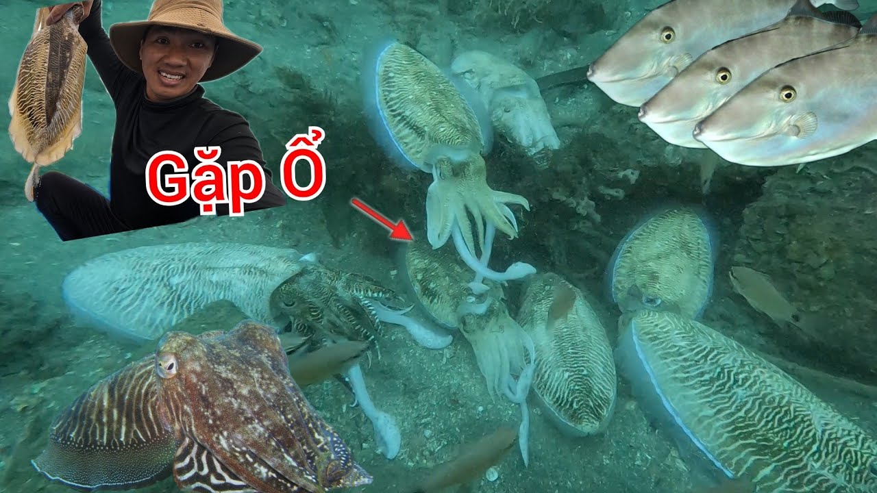 10 NĂM LẶN BIỂN LẦN ĐẦU TIÊN MỚI THẤY ĐƯỢC MỘT Ổ MỰC NANG KHỔNG LỒ -TRỤ VỀ  GỐC TRÀ LÂU NĂM