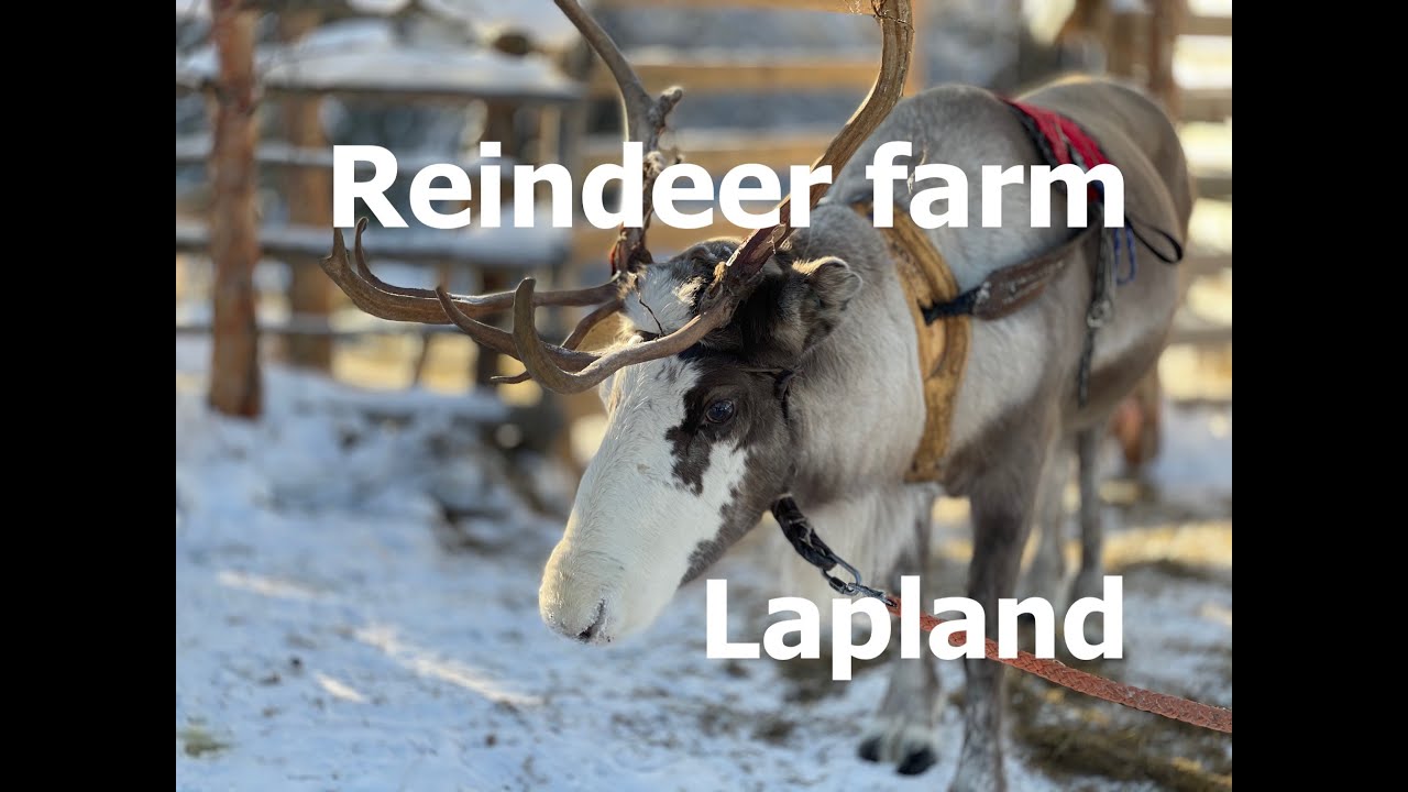 Lapland - Reindeer farm Porohaka - meet the cutest reindeer ever!