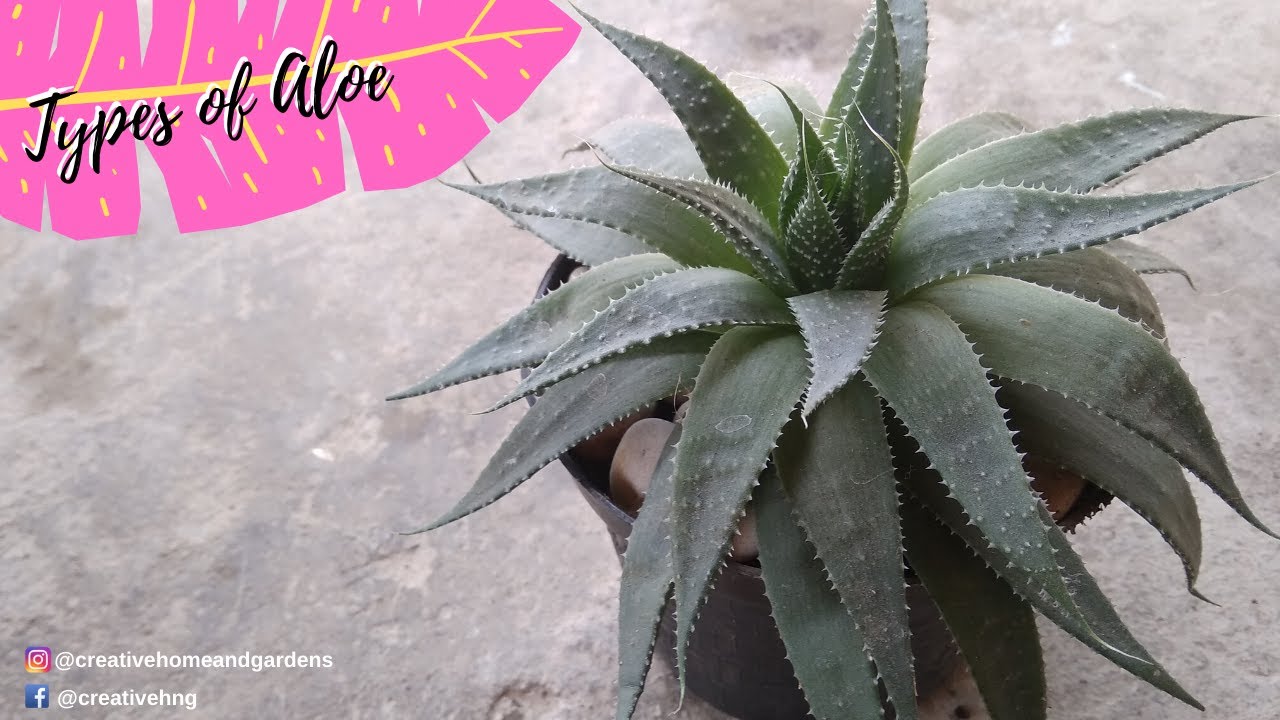 Types of Aloe Plants