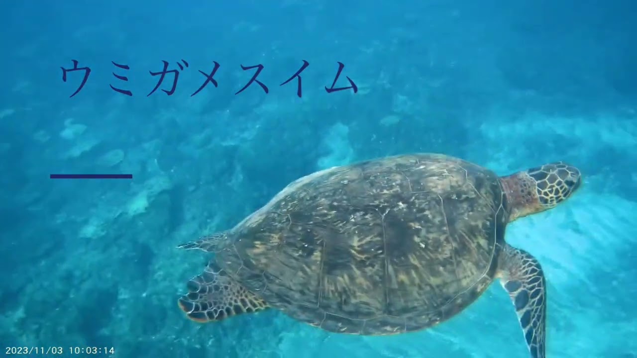 八丈島　底土野営場　キャンプ　スノーケリング