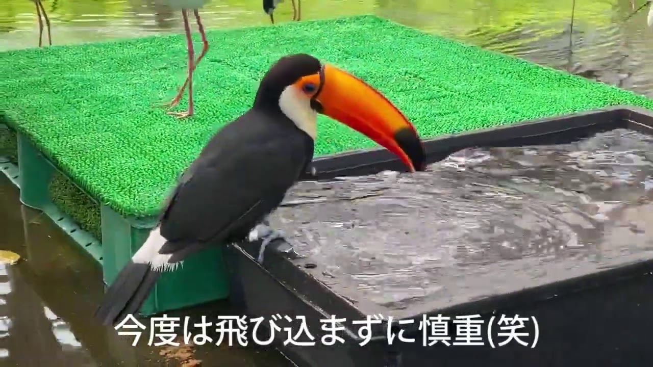 【掛川花鳥園公式】オニオオハシが水浴びすると思いがけないことが‼