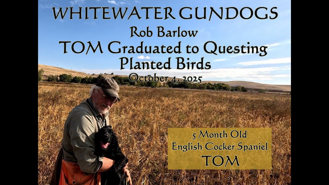 5 Mo. Old English Cocker Spaniel Solo Questing Birds in the Field October 4 2025
