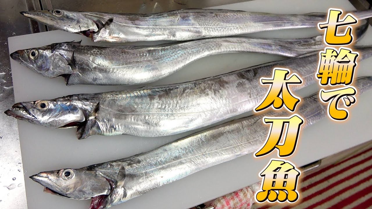 今季はタチウオがたくさん釣れる？！干物と塩焼きが今日の晩酌のお供！