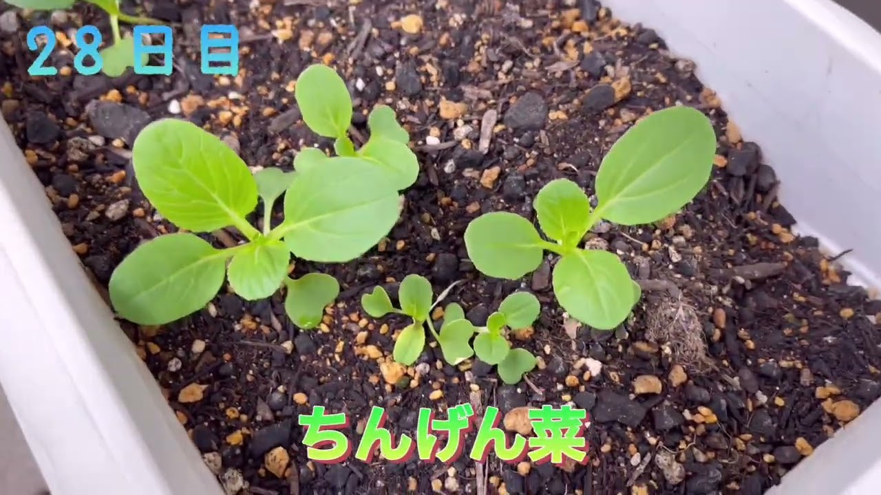 【再配信】small家庭菜園（新芽）23日目〜29日目