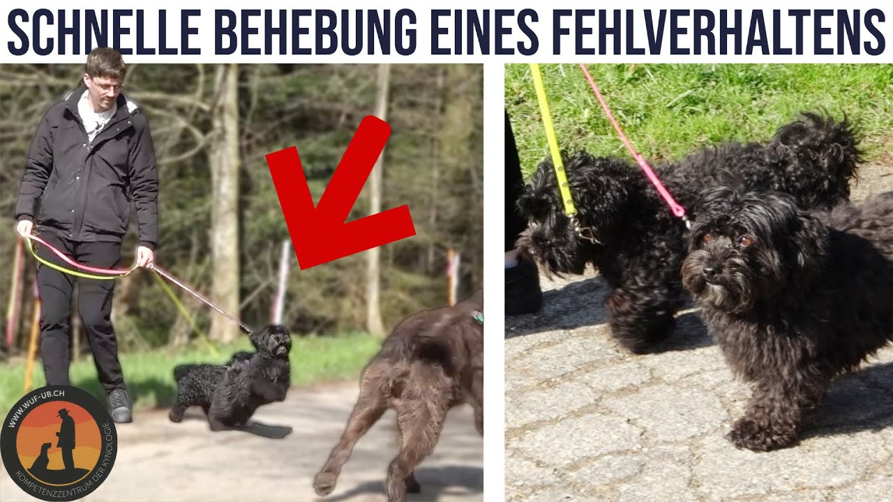 Kleine Hunde kläffen und preschen in die Leine. Problemhunde und deren Lösungen | Hundeschule U.B.