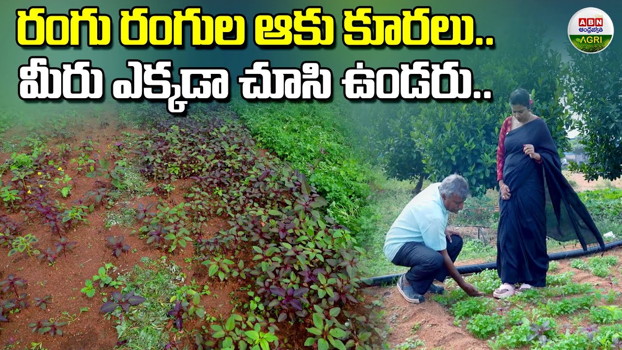 ఇటువంటి ఆకు కూరలను మీరెప్పుడు చూసుండరు|You've never seen such leafy greens anywhere-ABN Agri#farmer