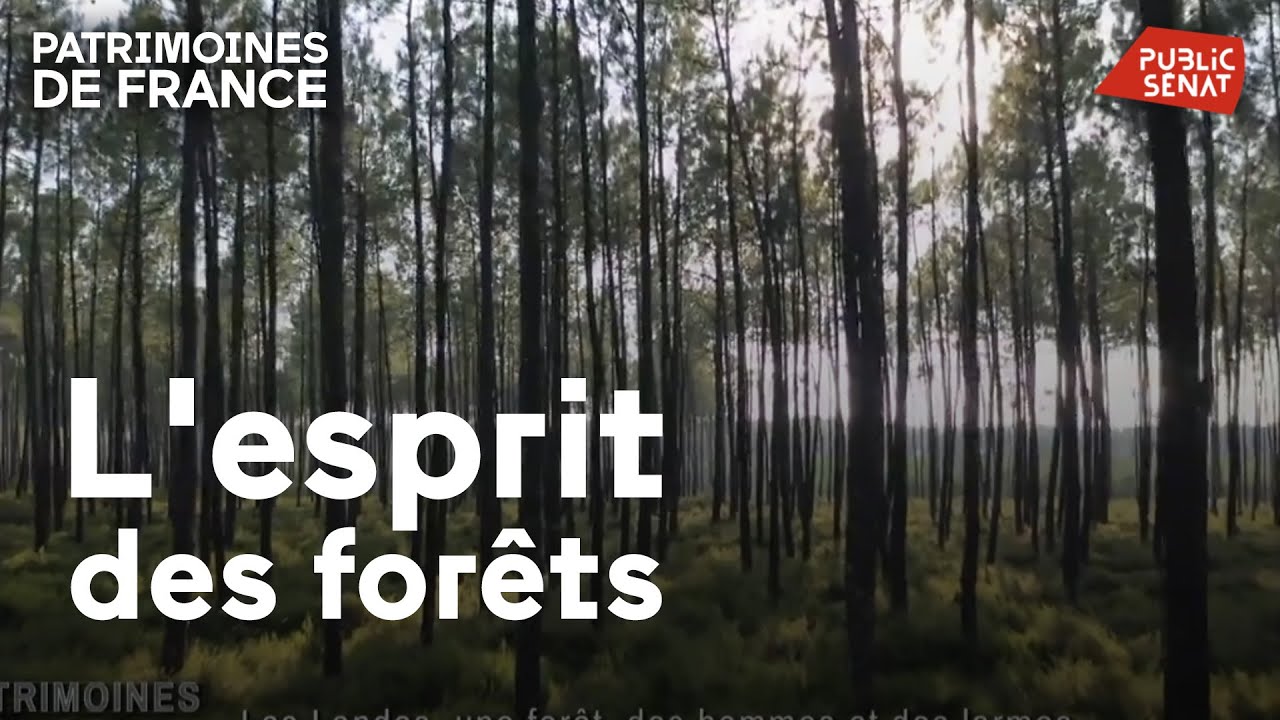 L'esprit des forêts
