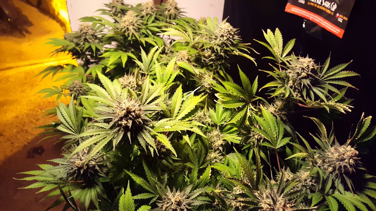 Seguimiento Master Seed Cup de la Reina de Africa