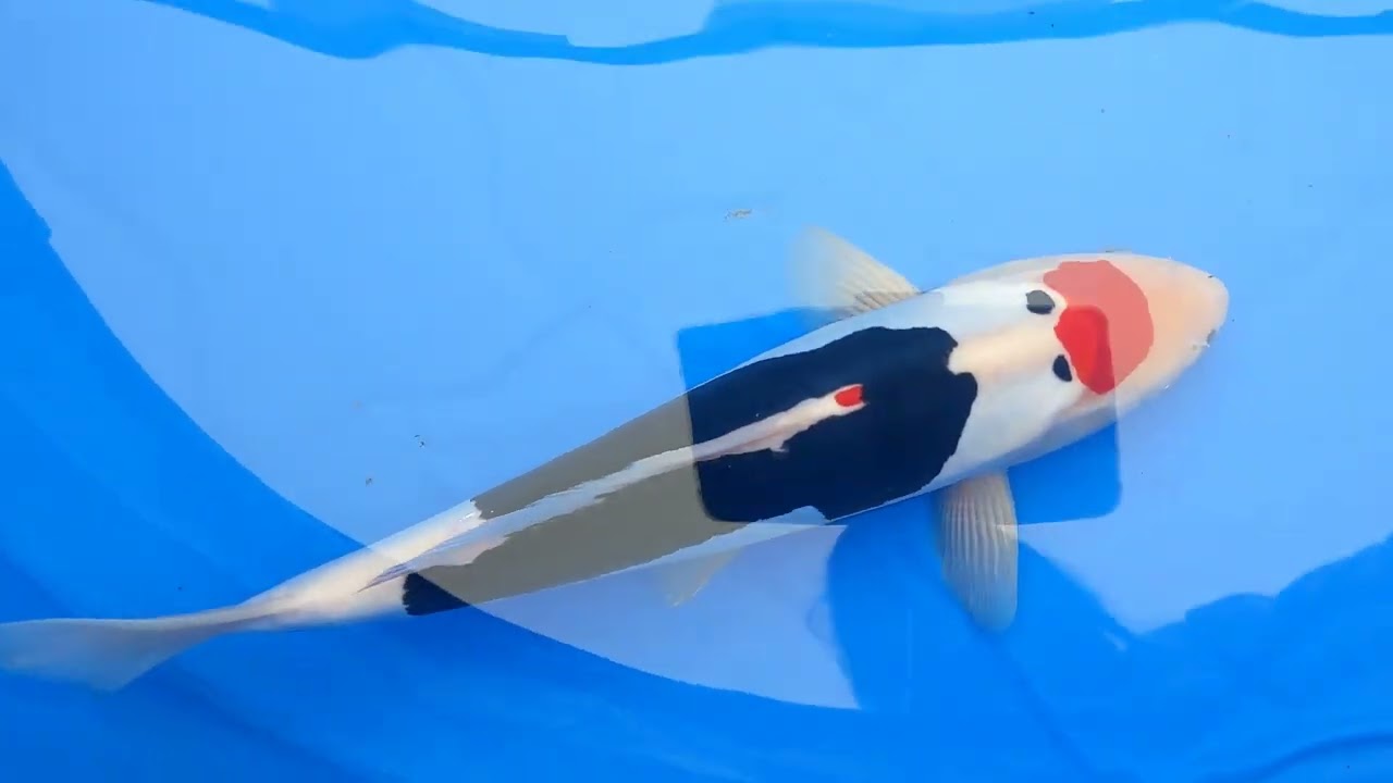 第9回国際錦鯉幼魚品評会　結果の速報！