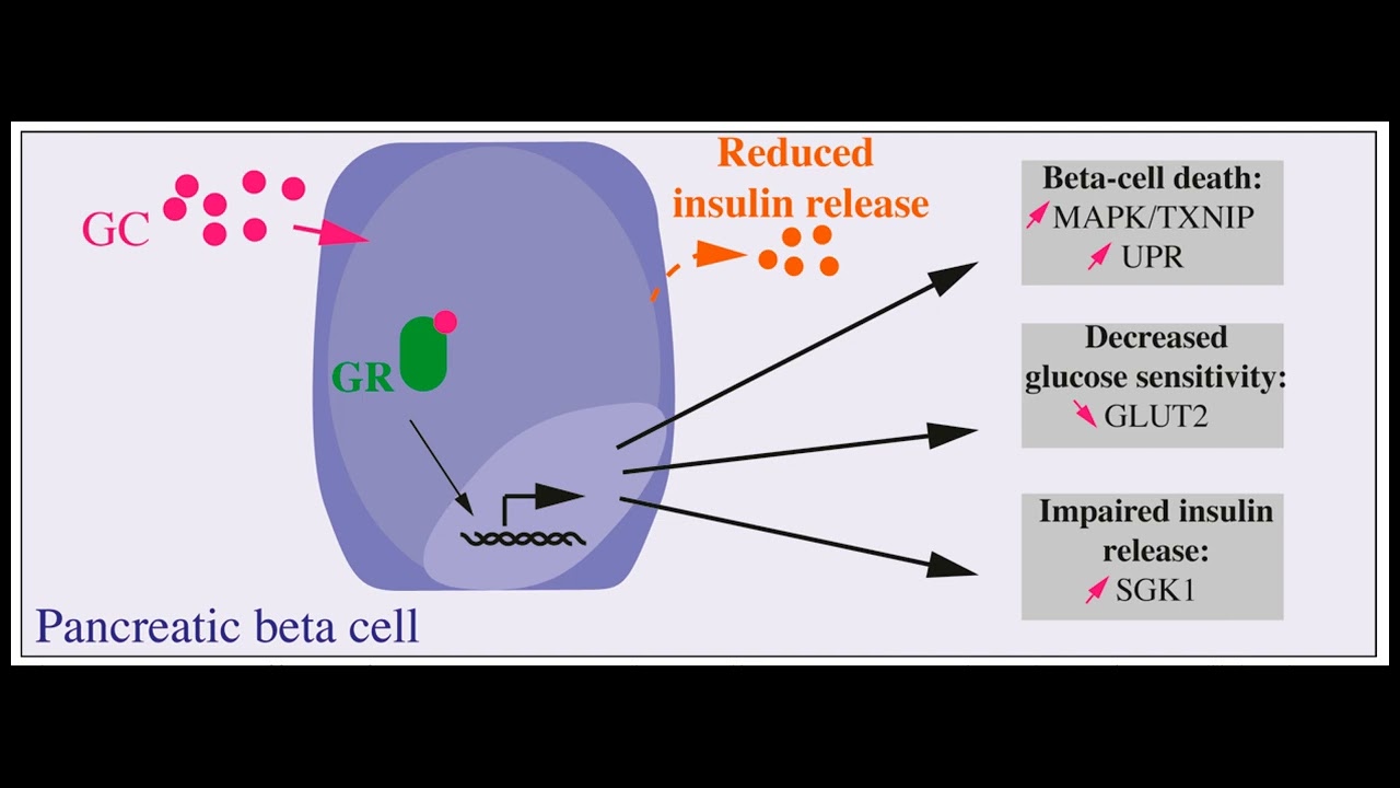 Insulin Resistance vs Deficiency: Uncovering Truths