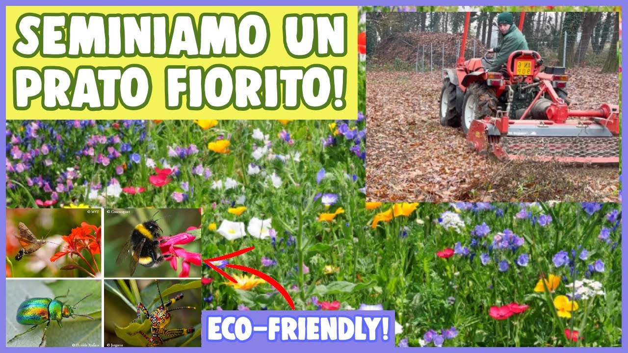 come REALIZZARE un PRATO FIORITO🌸🌺🌼