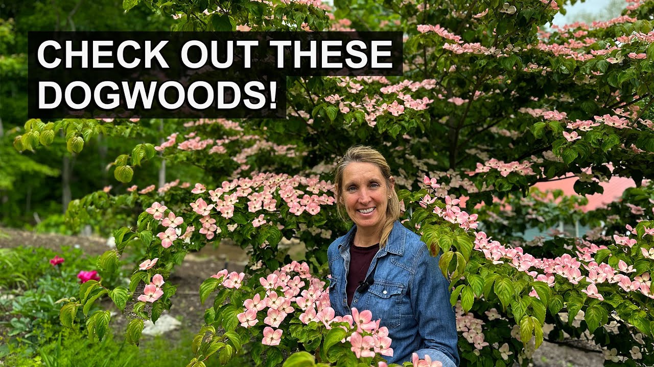 2 Stunning Kousa Dogwood Tree Varieties to Bring Interest to Your Yard All Year Long