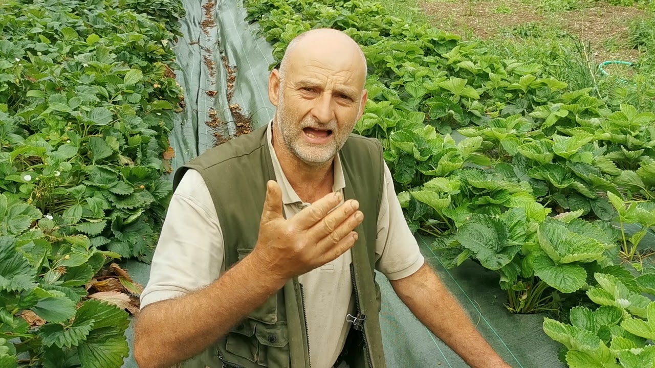 M&eacute;thode de culture des fraisiers en permaculture
