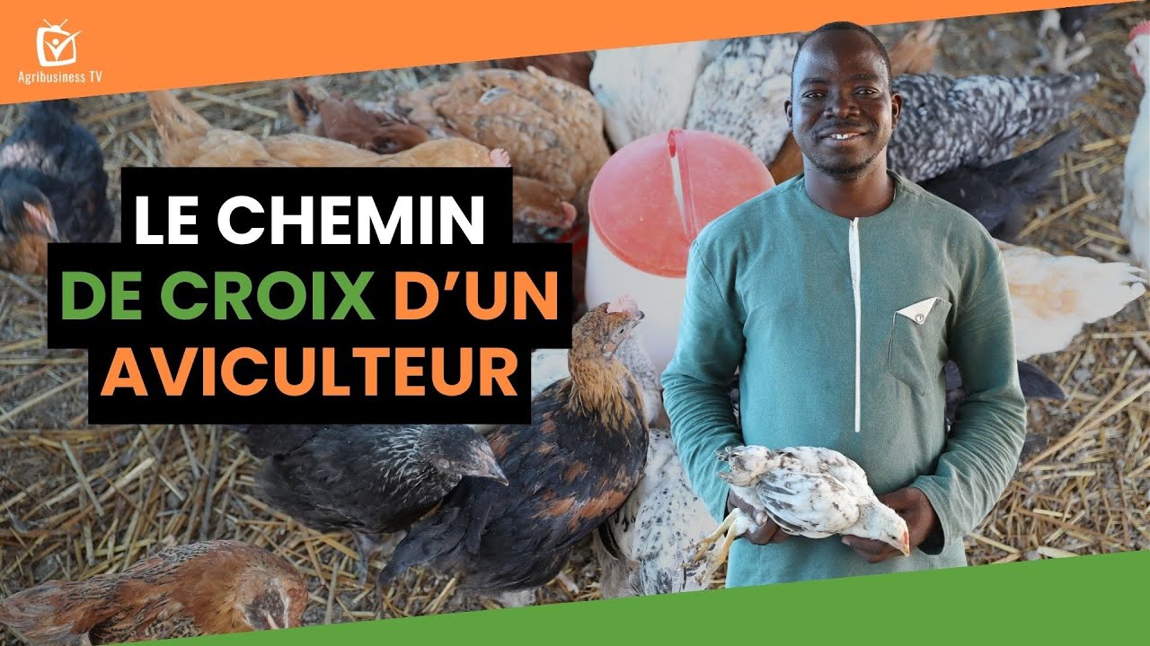 Burkina Faso : Le chemin de croix d&rsquo;un aviculteur