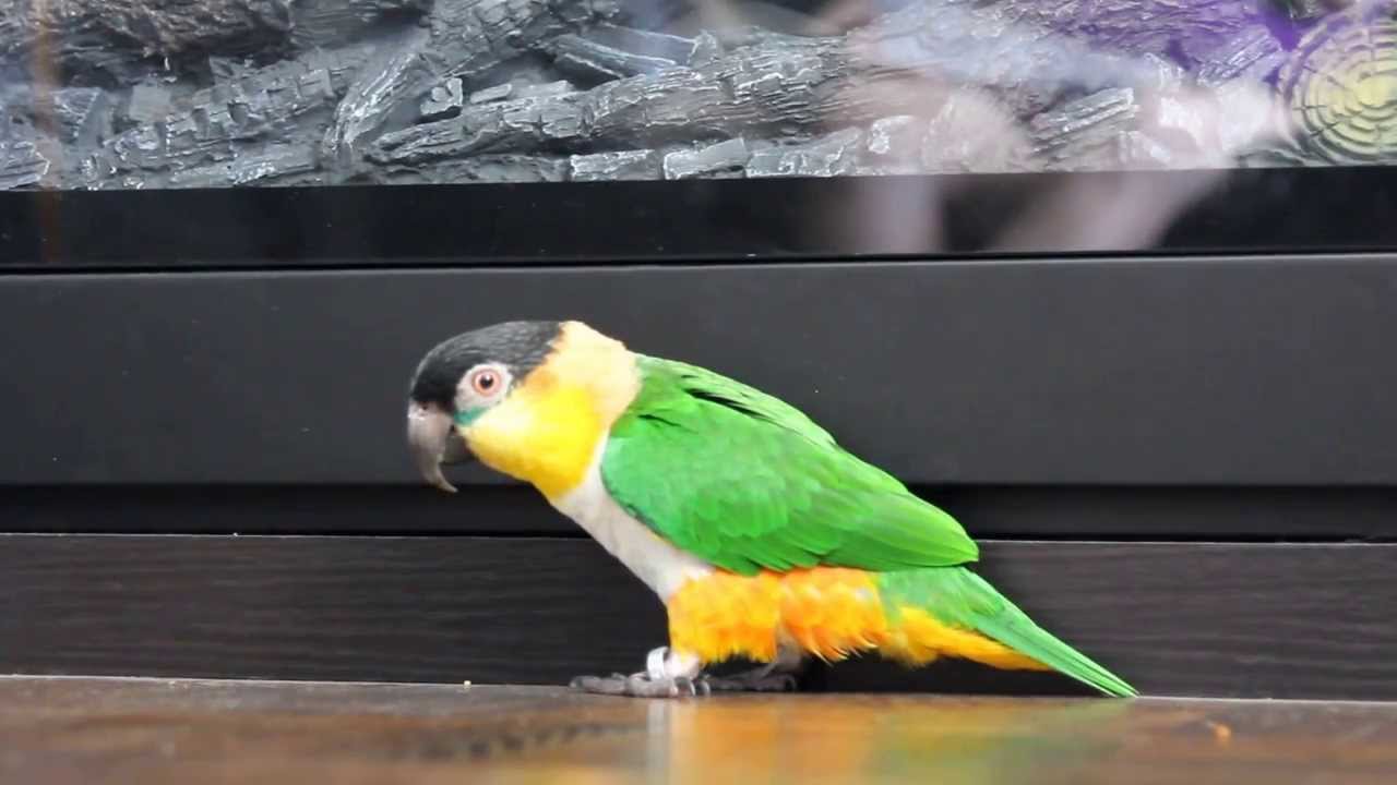 Black headed caique shuffle