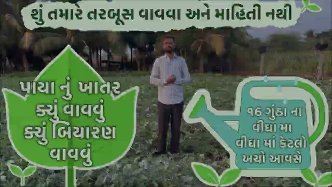 તરબુસ ની ખેતી || તરબૂસ ની ખેતી માં ટોટલ ખર્ચ || KHEDUT AGRO CENTER MALIA || SANJAY PATAT