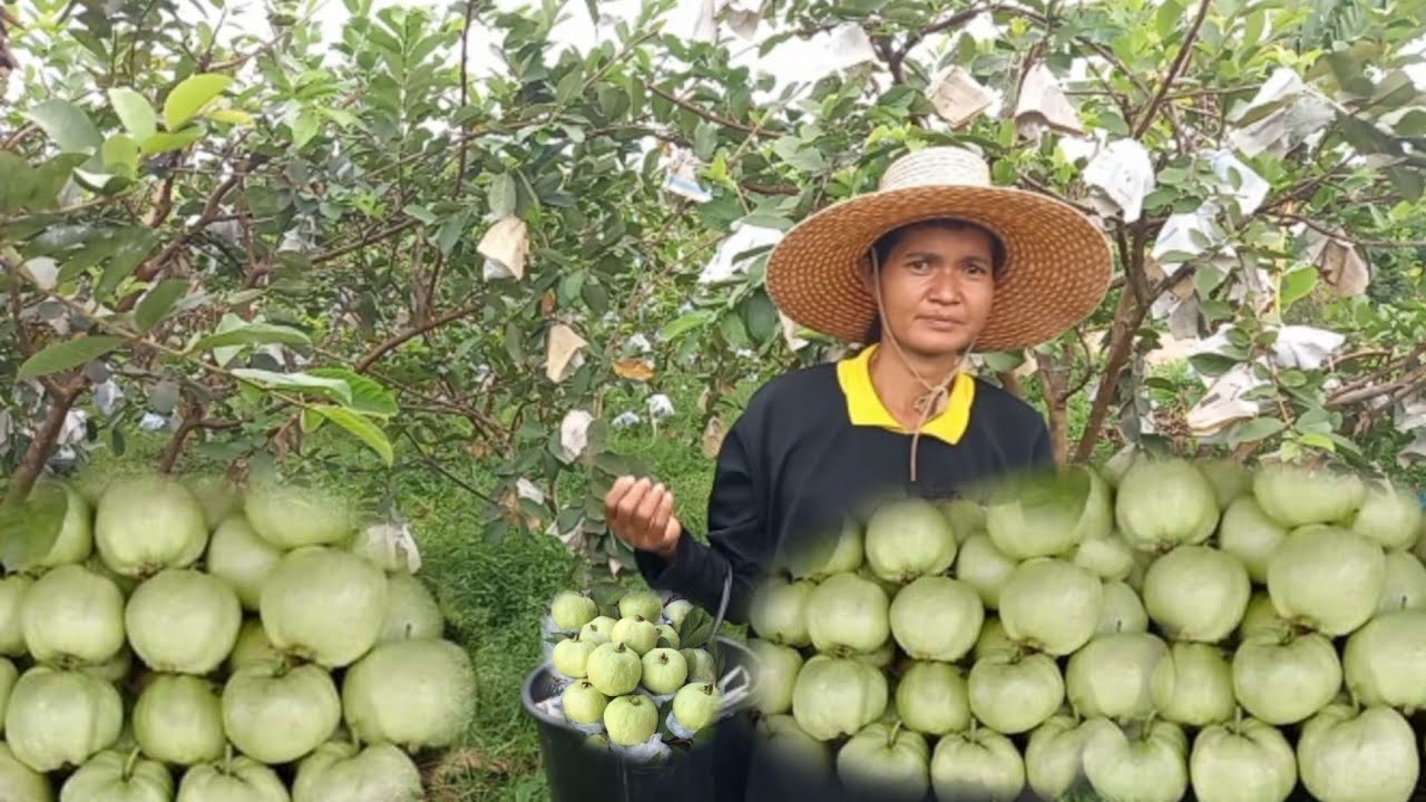 ปลูกฝรั่งกิมจู2ไร่เก็บขายทั้งปี 10วันรับเงิน สำหรับคนพื้นที่น้อยอยากมีรายได้ใวและทั้งปี..