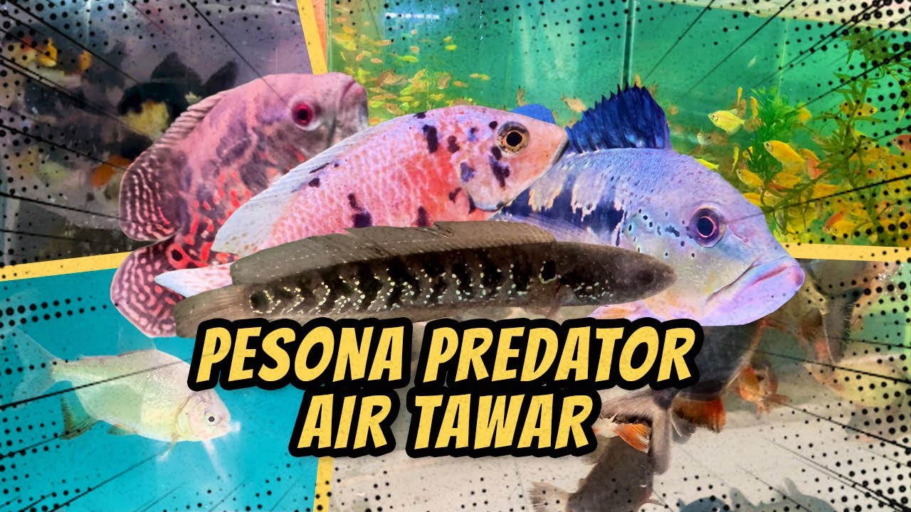 PBASS CHANNA, ASIATICA, OSCAR || PESONA PREDATOR AIR TAWAR || UPDATE STOK