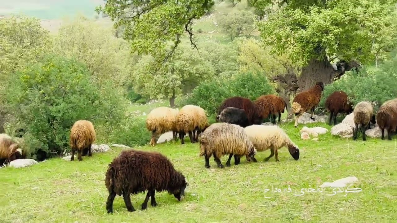 گوندی بەڵخەی قەرەداخ-بەهار و ئاوازی كوردەواری خالقی و چای قوریە ڕەش بەبێ ئێوە ناخۆش ٣٠-٣-٢٠٢٥