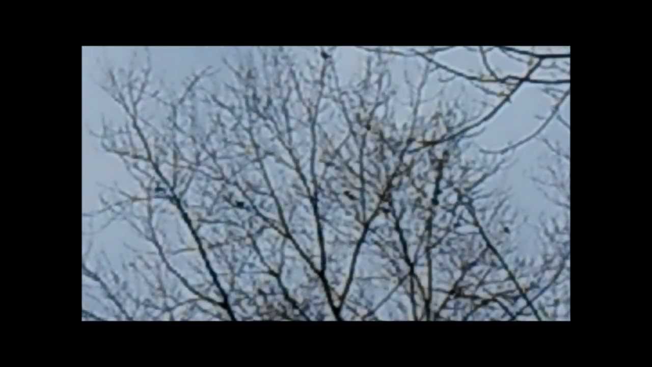 Sounds of a Blackbird Flock