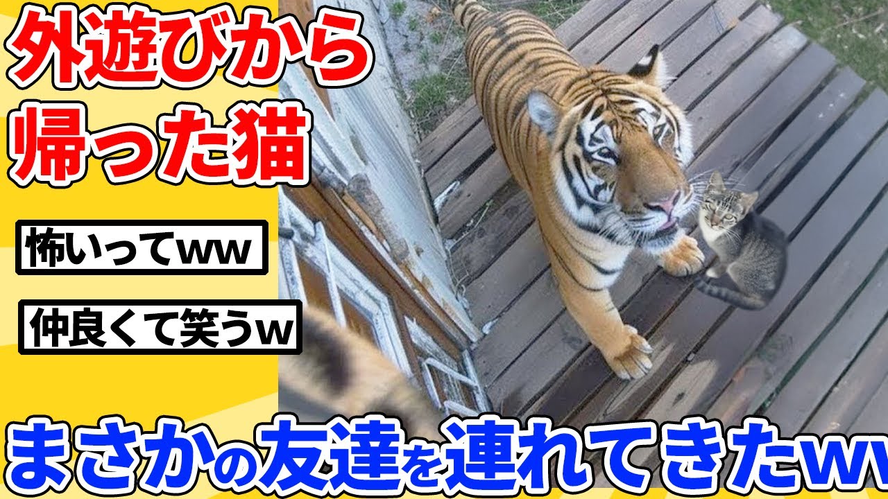 【2ch動物スレ】猫が外から連れてきた友達が怖すぎたｗｗｗｗｗ