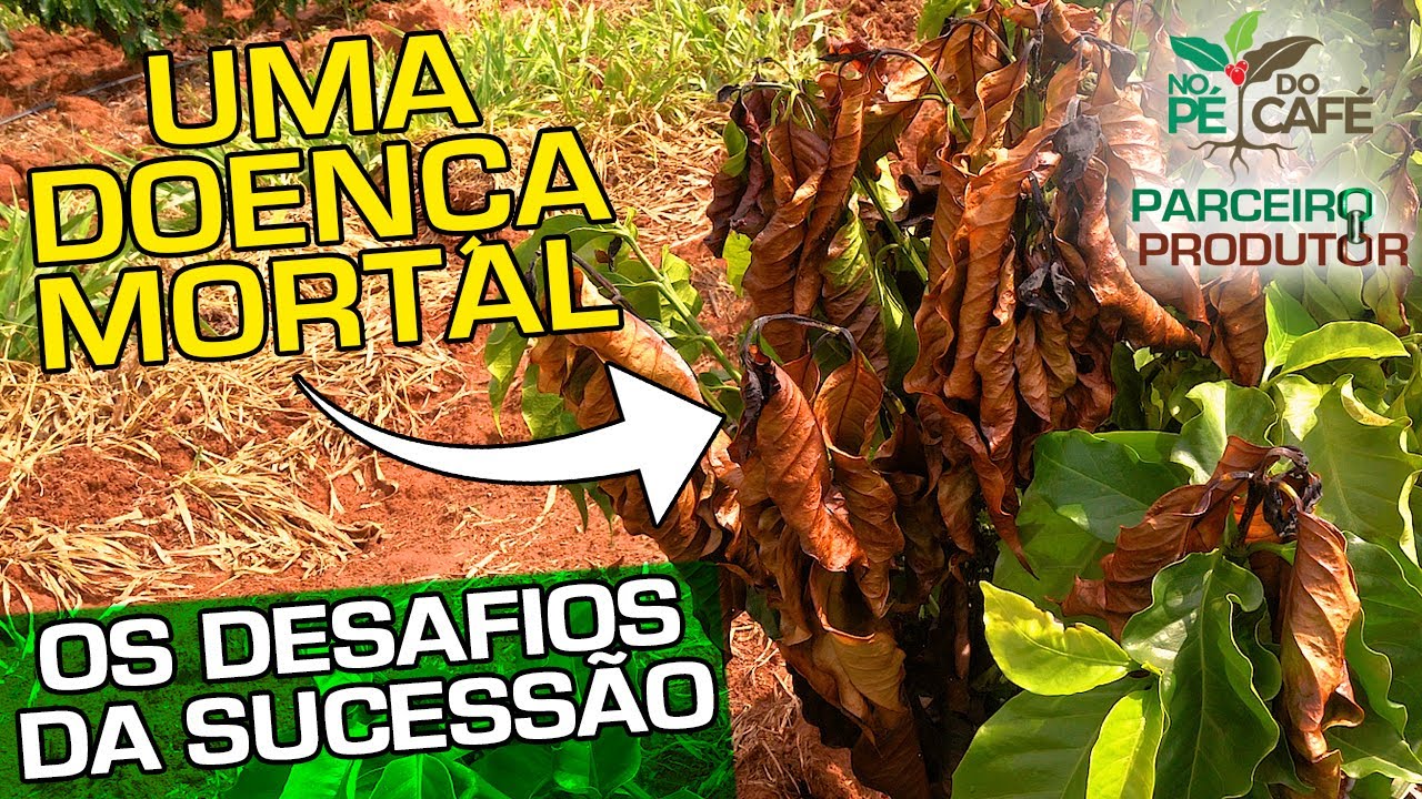 Os Desafios da Sucessão | No Pé do Café