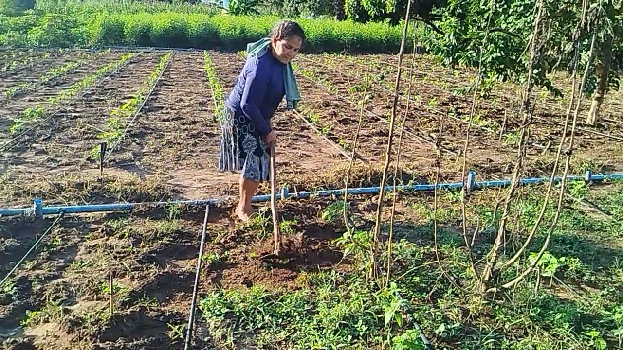 Trabalho na roça limpando feijão maxixe
