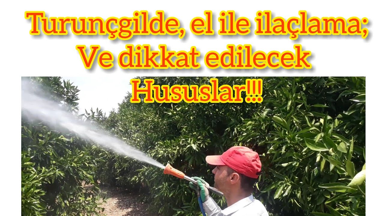 Turunçgilde mayıs -haziran dönemi kaplama ilaç uygulanışı ile ilgili kısa bilgiler;