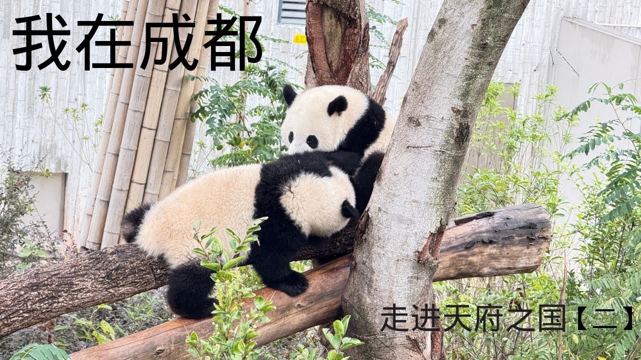 走进成都{二} - 熊猫繁育研究基地