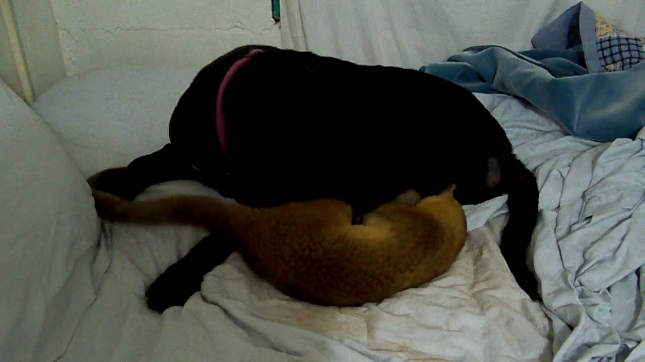Kinkajous JoJo, Linda and my Labrador Annie