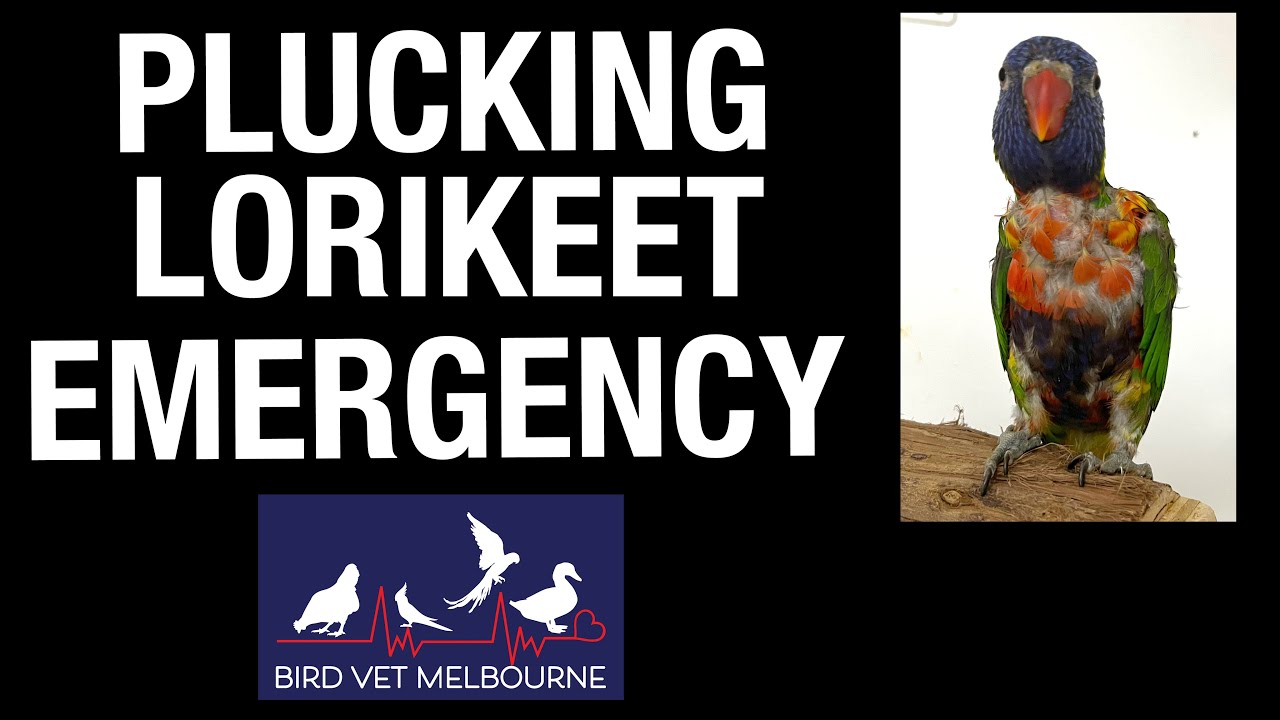 Plucking rainbow lorikeet emergency at Bird Vet Melbourne