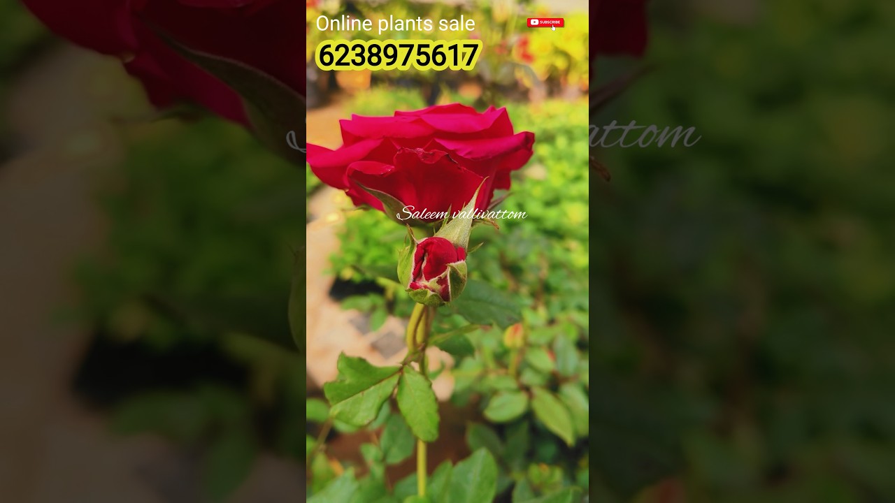 Online plants sale Rose #sale #online #rose #flowers