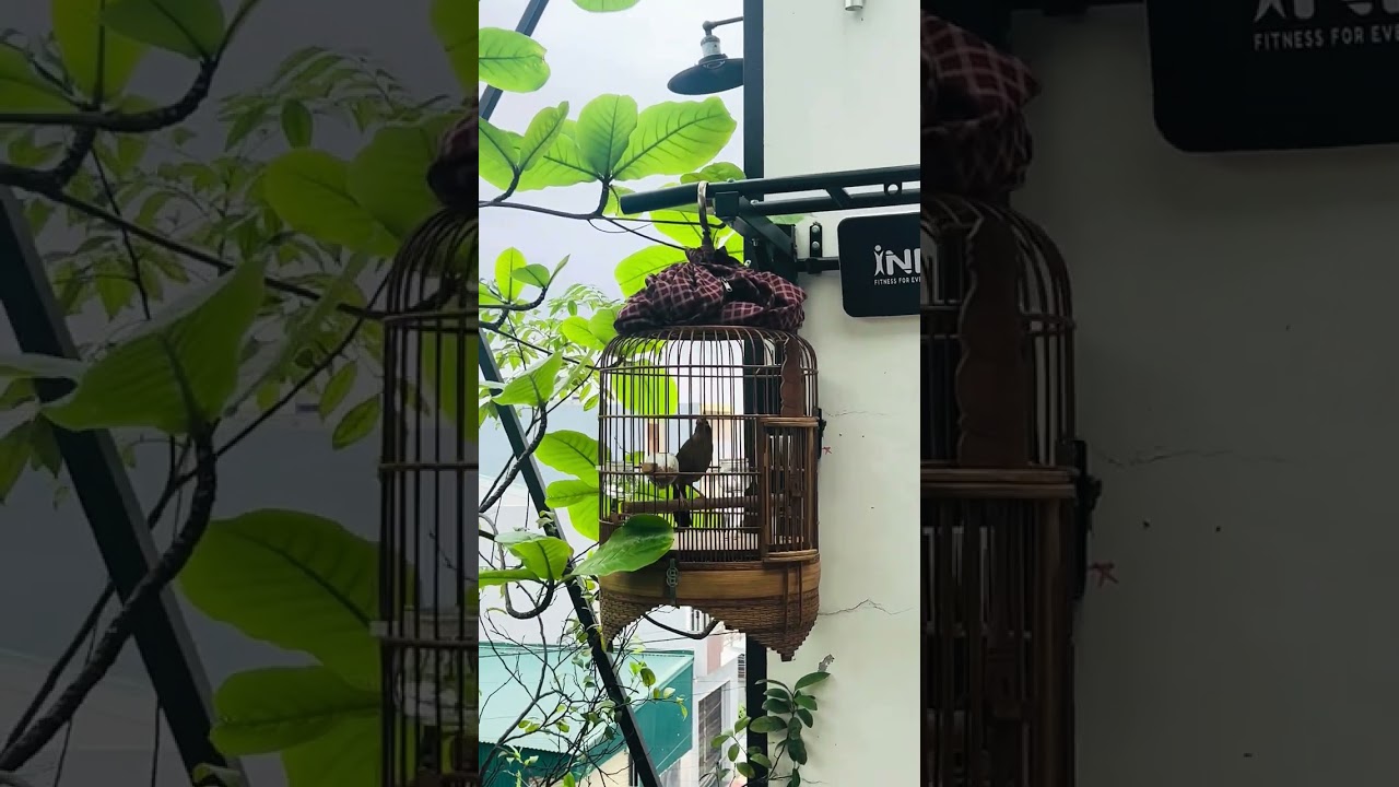 Hoạ Mi hót nuổi sáng