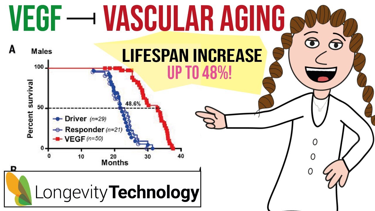 VEGF to extend lifespan? (targeting vascular aging)