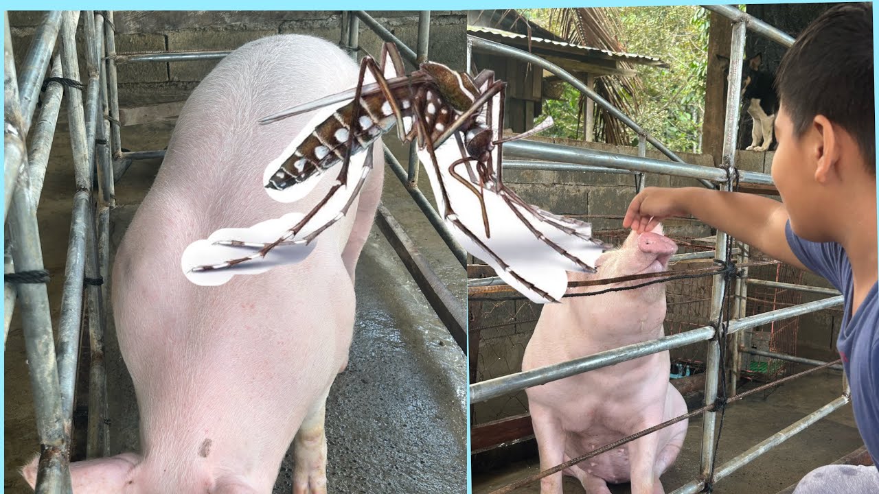Sulosyon Para Iwas sa Kagat Ng Lamok Ang Mga Alaga Nating Baboy | Part1